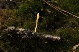 Cordyceps militaris image