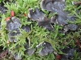 Peltigera horizontalis image