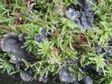 Peltigera horizontalis image