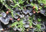 Peltigera horizontalis image
