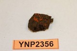 Lamprospora crechqueraultii image