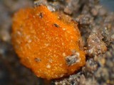 Lamprospora crechqueraultii image