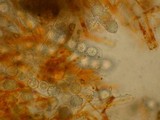 Lamprospora crechqueraultii image