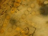 Lamprospora crechqueraultii image