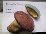 Boletus roseopurpureus image