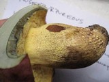 Boletus roseopurpureus image