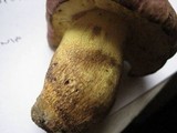 Boletus roseopurpureus image