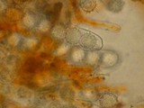 Lamprospora crechqueraultii image
