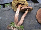Boletellus chrysenteroides image