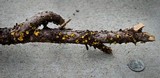 Lachnellula arida image