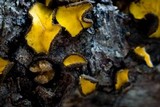 Lachnellula arida image