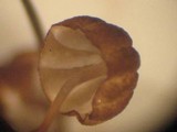 Marasmius corbariensis image