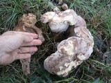 Xanthoconium purpureum image