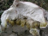 Xanthoconium purpureum image