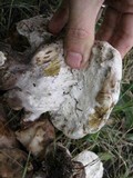 Xanthoconium purpureum image
