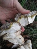 Xanthoconium purpureum image