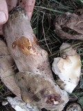 Xanthoconium purpureum image