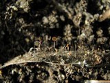 Marasmius corbariensis image