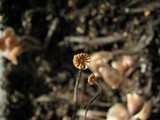 Marasmius corbariensis image