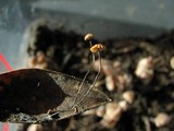 Marasmius corbariensis image