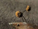 Marasmius corbariensis image