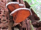 Tapinella atrotomentosa image