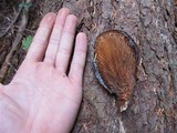 Tapinella atrotomentosa image