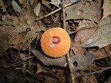 Lepiota rubrotincta image