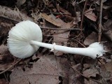 Lepiota rubrotincta image