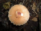 Lepiota rubrotincta image