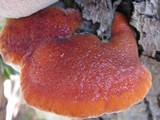 Inonotus hispidus image