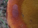 Inonotus hispidus image
