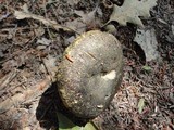 Lactarius turpis image