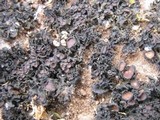 Collema bachmanianum image