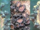 Collema bachmanianum image