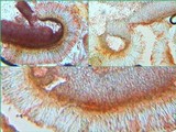 Collema bachmanianum image