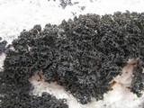 Lathagrium cristatum image