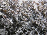 Lathagrium cristatum image