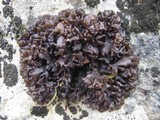 Leptogium schraderi image