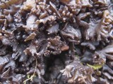 Leptogium schraderi image