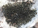 Blennothallia crispa image