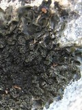 Blennothallia crispa image