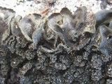 Blennothallia crispa image