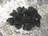 Collema subflaccidum image