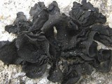 Collema subflaccidum image