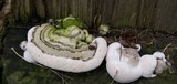 Fomitopsis ochracea image
