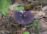 Russula mariae image