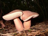 Tylopilus violatinctus image