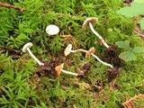 Inocybe armeniaca image