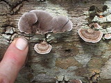 Trichaptum fumosoavellaneum image